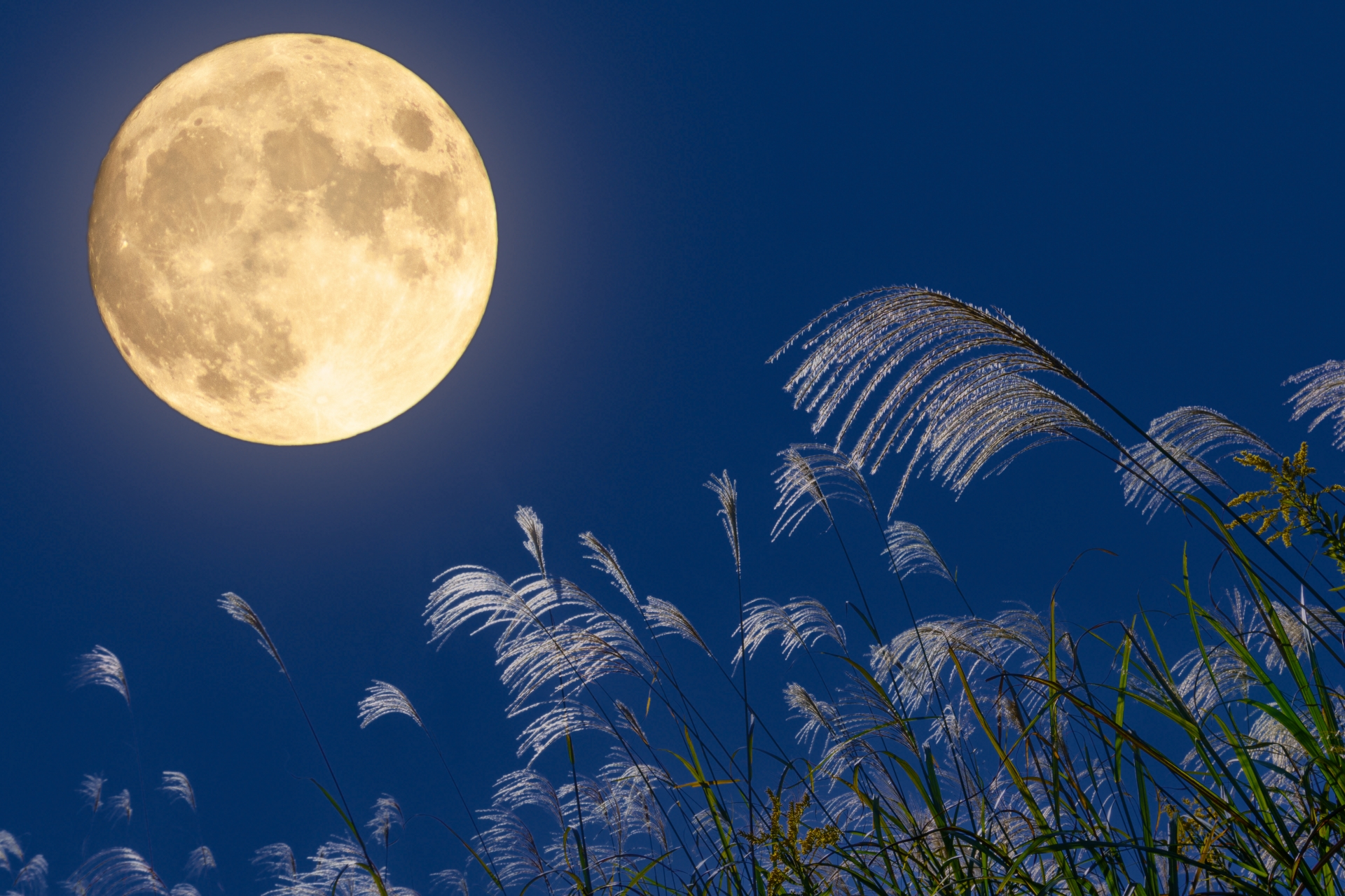 自然と調和した中、極上の夜景を味わえるお月見グランピング体験